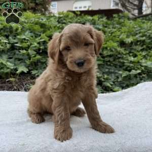 Diesel  F1B, Mini Goldendoodle Puppy