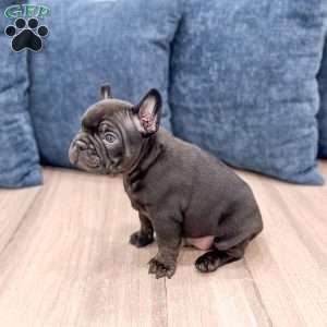 Lonnie, Frenchton Puppy
