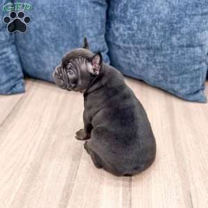 Lonnie, Frenchton Puppy