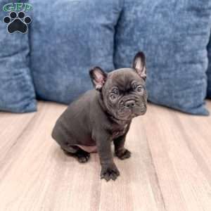 Lonnie, Frenchton Puppy