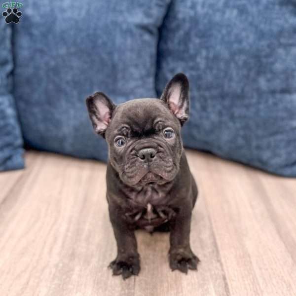Lonnie, Frenchton Puppy