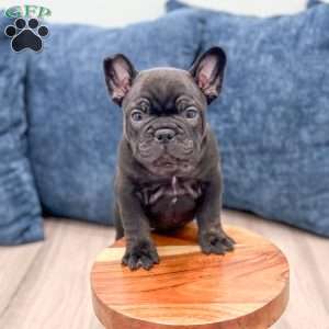Lonnie, Frenchton Puppy