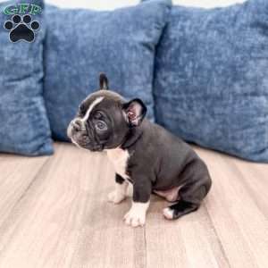 Lily, Frenchton Puppy