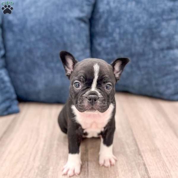 Lily, Frenchton Puppy