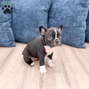 Lily, Frenchton Puppy
