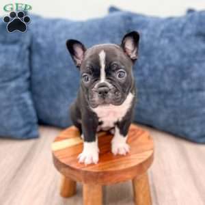 Lily, Frenchton Puppy