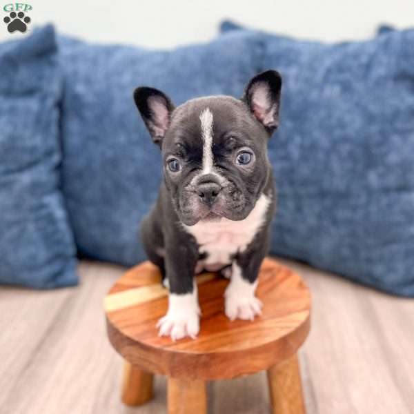 Lily, Frenchton Puppy