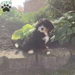 Lily, Mini Bernedoodle Puppy