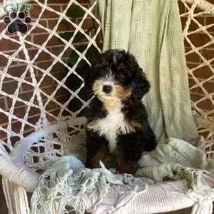 Lily, Mini Bernedoodle Puppy