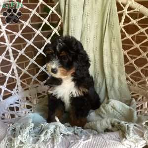 Lily, Mini Bernedoodle Puppy