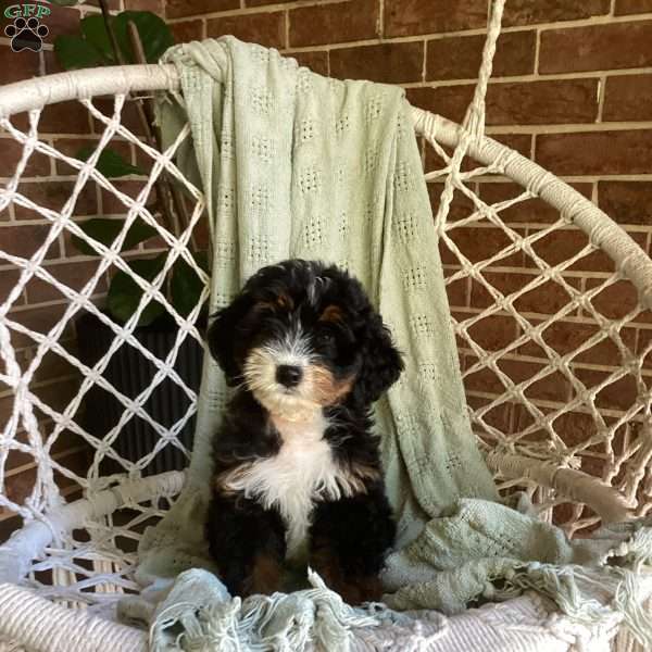 Lily, Mini Bernedoodle Puppy