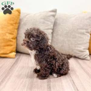 Beans, Shih-Poo Puppy