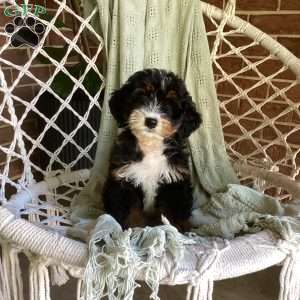 Lily, Mini Bernedoodle Puppy