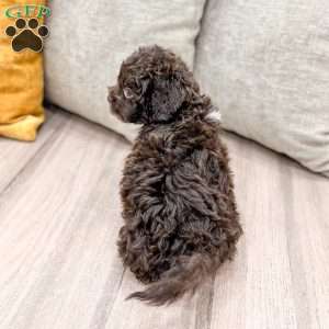 Beans, Shih-Poo Puppy