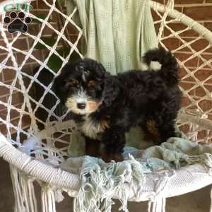 Lily, Mini Bernedoodle Puppy