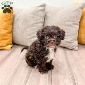 Beans, Shih-Poo Puppy