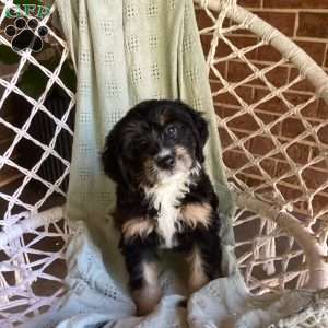 Lila, Mini Bernedoodle Puppy