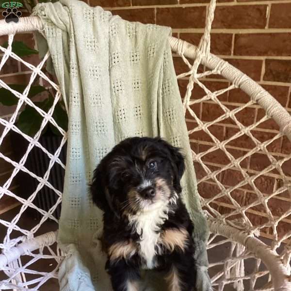 Lila, Mini Bernedoodle Puppy