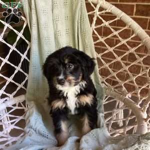 Lila, Mini Bernedoodle Puppy