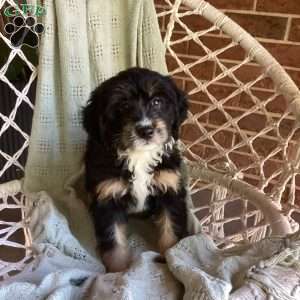 Lila, Mini Bernedoodle Puppy