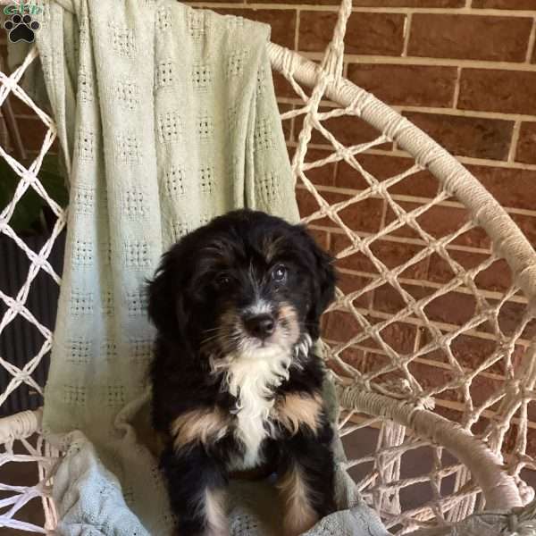 Lila, Mini Bernedoodle Puppy