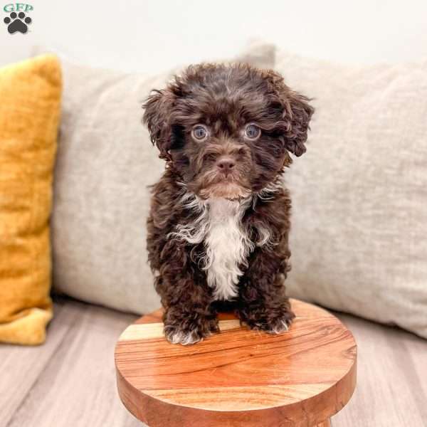 Beans, Shih-Poo Puppy