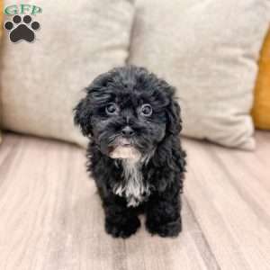 Jett, Shih-Poo Puppy