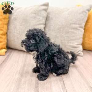 Jett, Shih-Poo Puppy