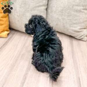 Jett, Shih-Poo Puppy