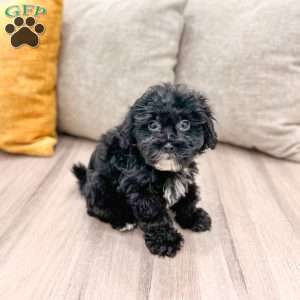 Jett, Shih-Poo Puppy
