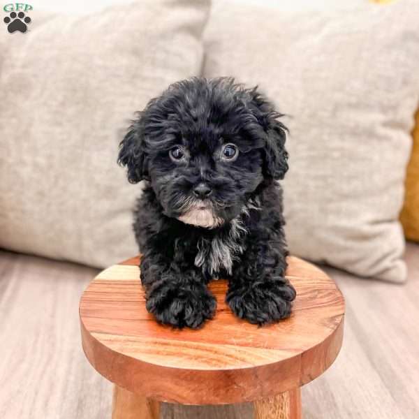 Jett, Shih-Poo Puppy