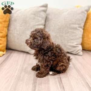 Chip, Shih-Poo Puppy