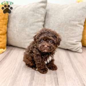 Chip, Shih-Poo Puppy