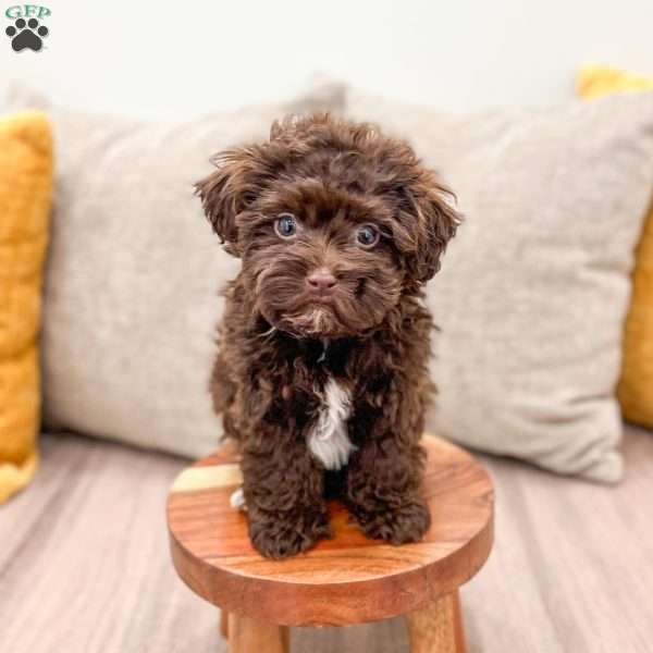 Chip, Shih-Poo Puppy