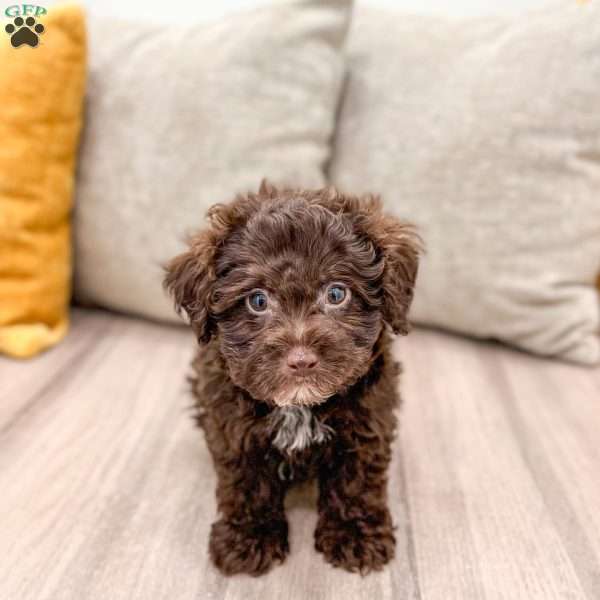 Charlie, Shih-Poo Puppy