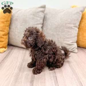 Charlie, Shih-Poo Puppy