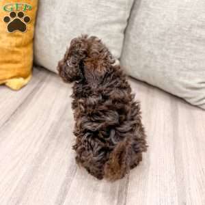Charlie, Shih-Poo Puppy
