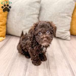 Charlie, Shih-Poo Puppy