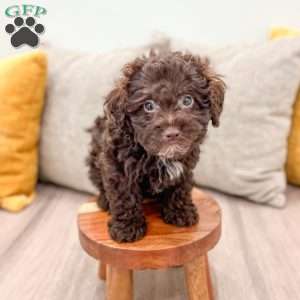 Charlie, Shih-Poo Puppy
