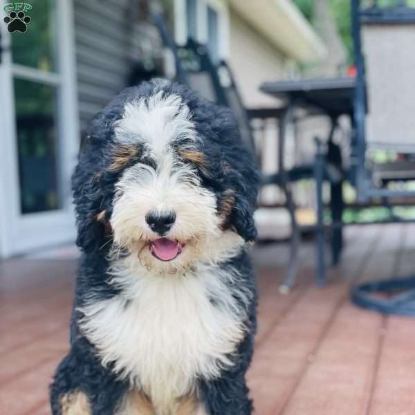 Oreo, Mini Bernedoodle Puppy