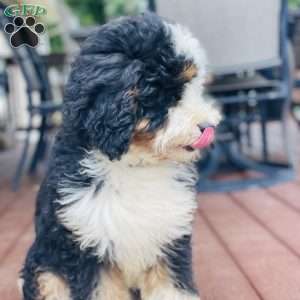 Oreo, Mini Bernedoodle Puppy