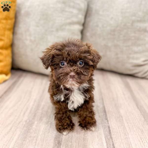 Teddy, Shih-Poo Puppy