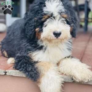 Oreo, Mini Bernedoodle Puppy
