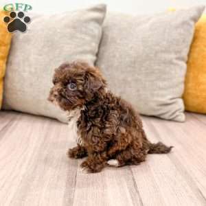 Teddy, Shih-Poo Puppy