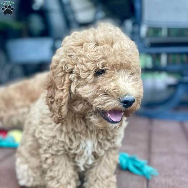 Buck, Mini Goldendoodle Puppy