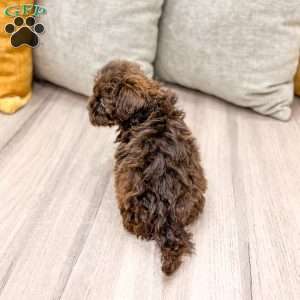 Teddy, Shih-Poo Puppy