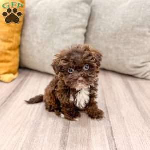 Teddy, Shih-Poo Puppy