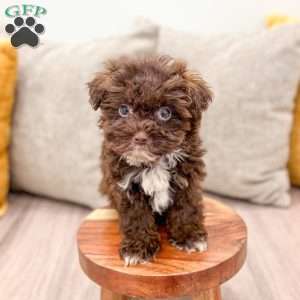 Teddy, Shih-Poo Puppy