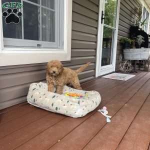 Buck, Mini Goldendoodle Puppy