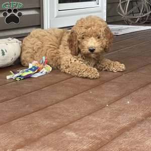 Buck, Mini Goldendoodle Puppy